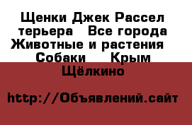 Щенки Джек Рассел терьера - Все города Животные и растения » Собаки   . Крым,Щёлкино